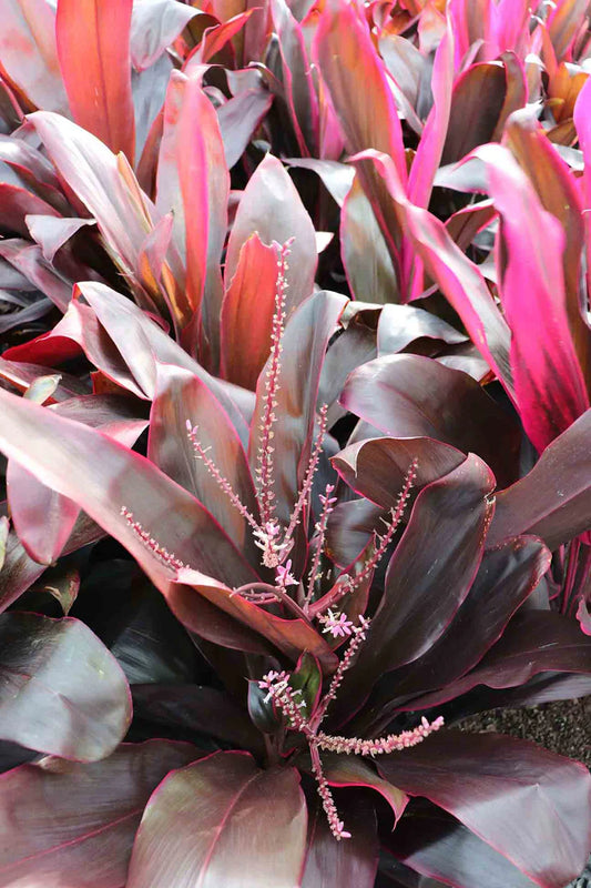 Close-up of Cordyline Fruticosa Rubra (Cordyline) showcasing lush, vibrant red foliage.