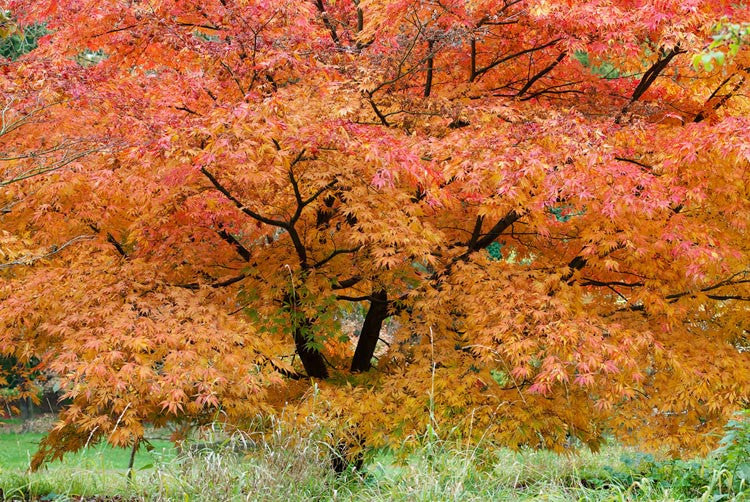 Acer Palmatum 'Elegans' (Japanese Maple Elegans)