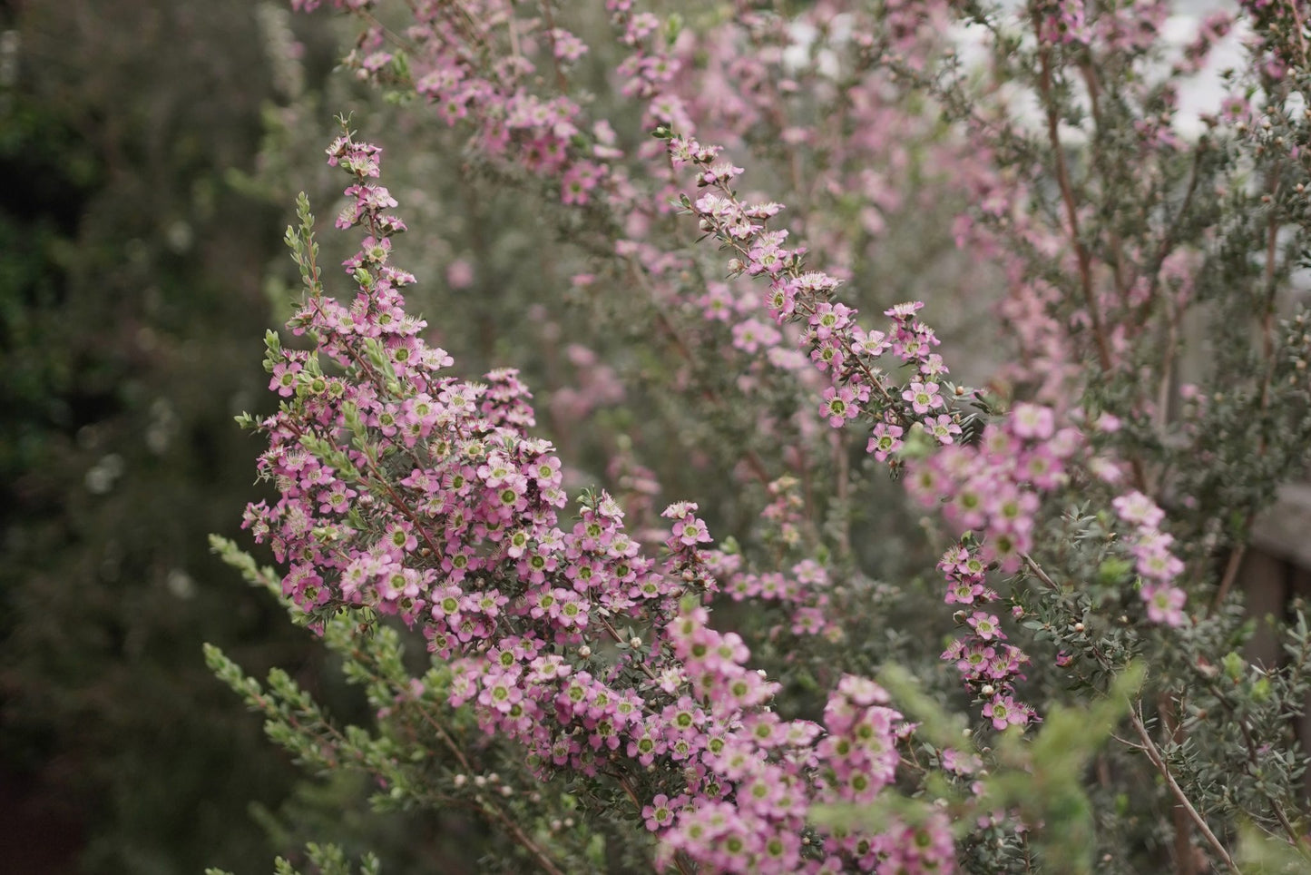 Leptospermum Seclusion PBR (Seclusion Tea Tree)