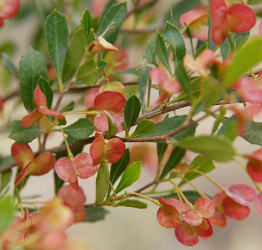 Dodonaea Viscosa Cuneata (Wedge-Leaf Hop Bush)