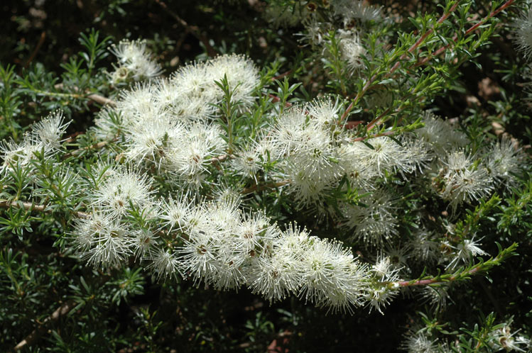 Kunzea ambigua (Sweet Basil Bush)