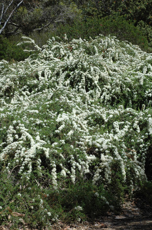 Kunzea ambigua (Sweet Basil Bush)