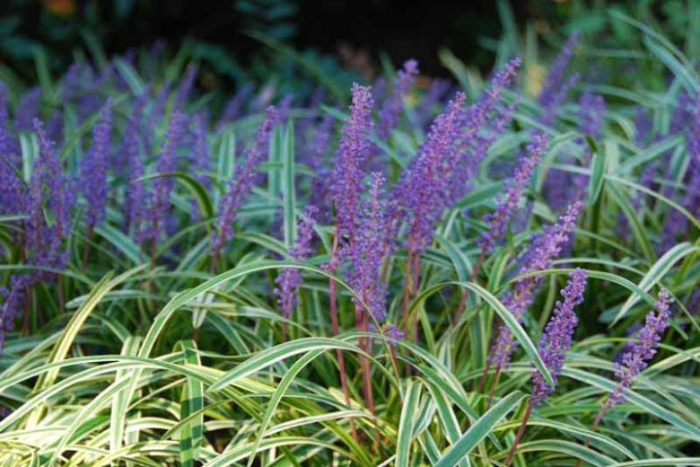 Liriope Muscari 'Variegata' (Variegated Liriope)