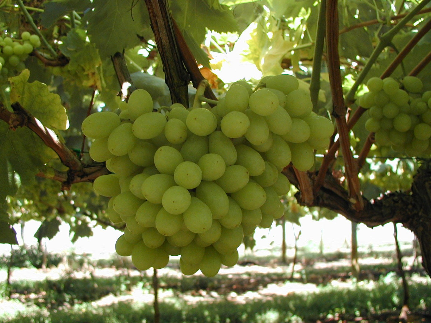 Dawn Seedless Grapes