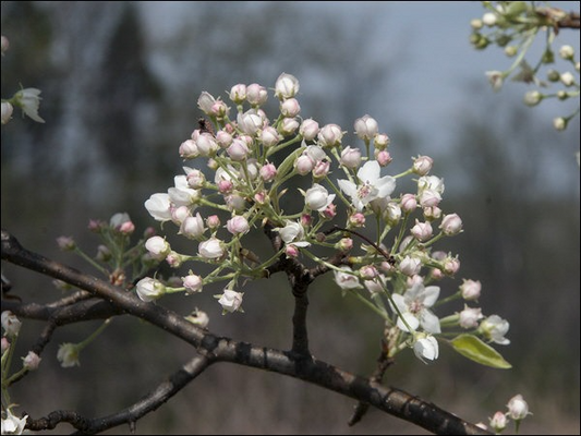 Pyrus Edgewood (Edgewood Pear Tree)