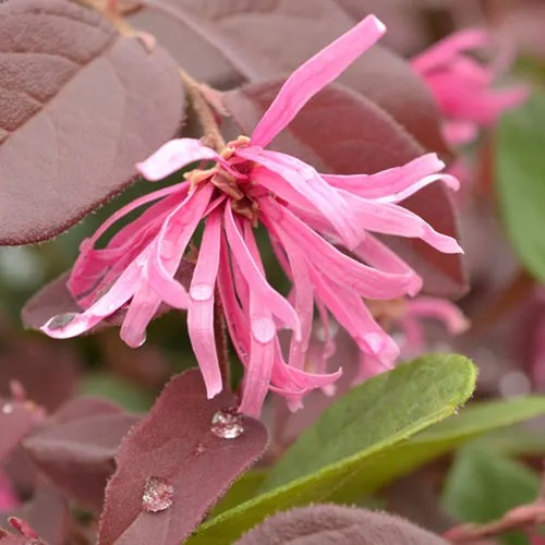 Loropetalum Chinense (China Pink)