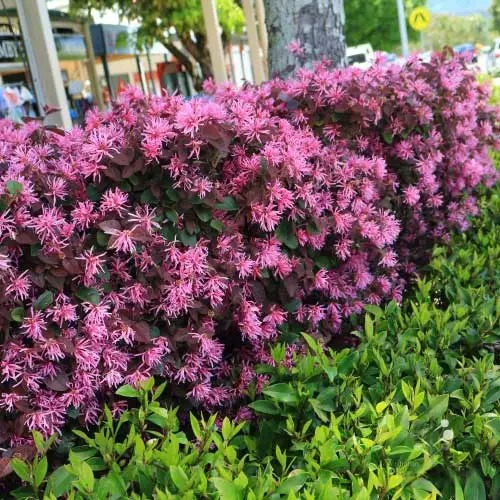 Loropetalum Chinense (China Pink)