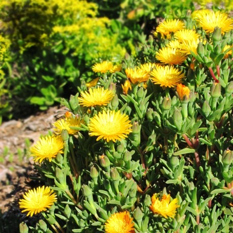 Mesembryanthemum crystallinum (Golden Sun)