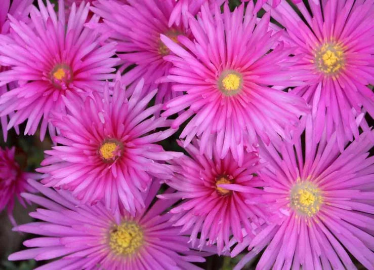 Delosperma Cooperii (Ice Plant)