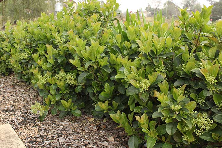 Viburnum Dense Fense (Dense Fense Viburnum)