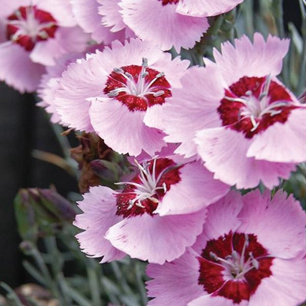 Dianthus Angel of Peace (Angel of Peace)