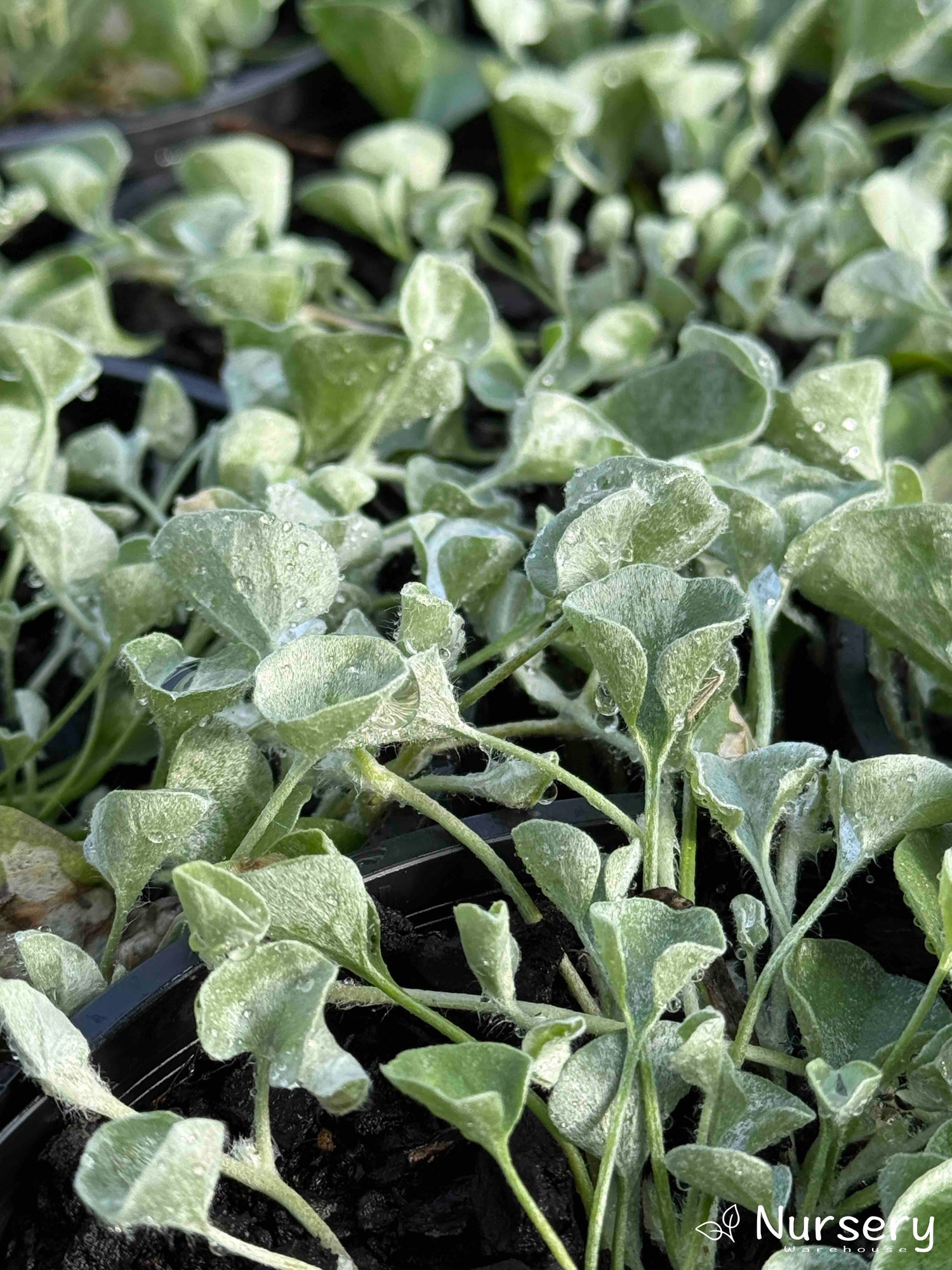 Close-up of Dichondra Argentea (Silver Falls) with silver, oval-shaped leaves.