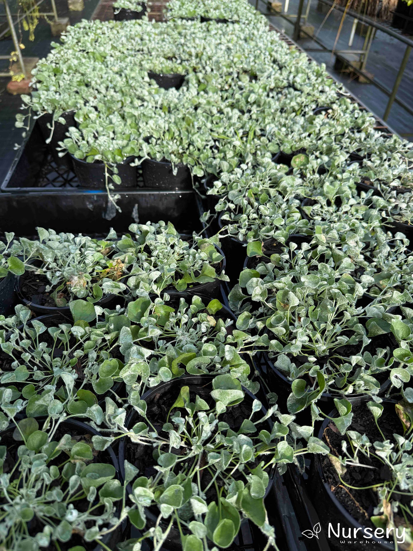 Dichondra (Silver Falls)