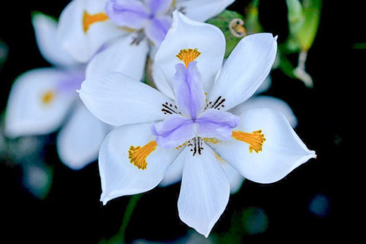 Dietes Grandiflora (Wild Iris)