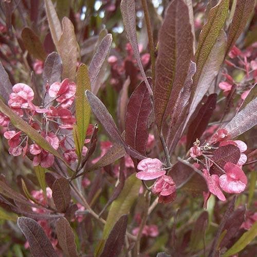 Dodonaea Viscosa Purpurea (Purple Hop Bush)