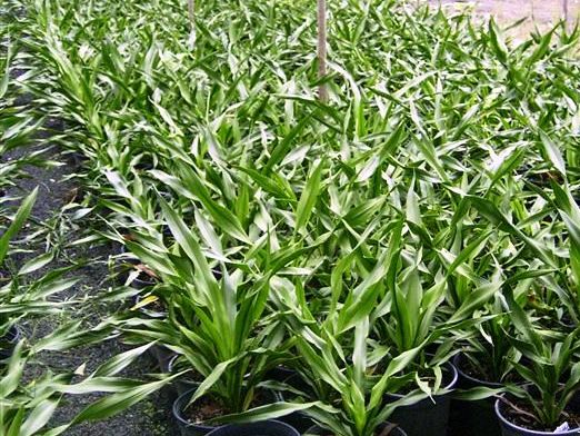 Doryanthes Excelsa (Gymea Lily)