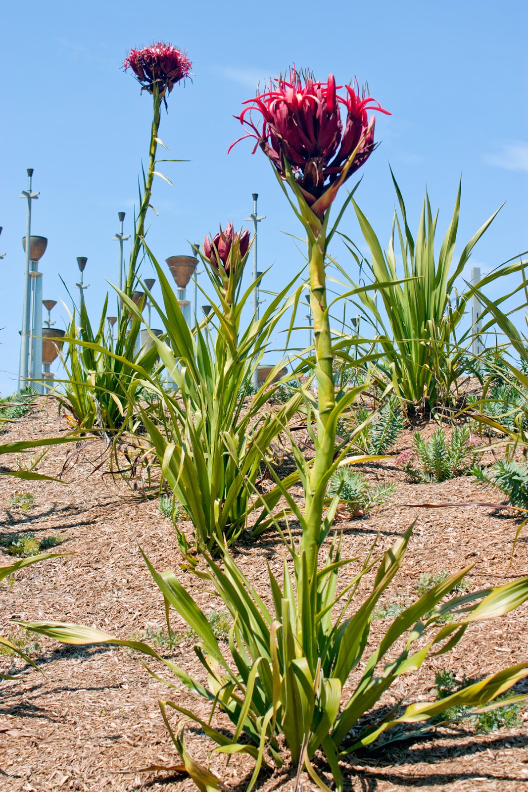 Doryanthes Excelsa (Gymea Lily)