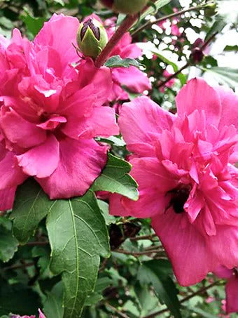 Hibiscus Syriacus 'Double Red' (Rose of Sharon Double Red)