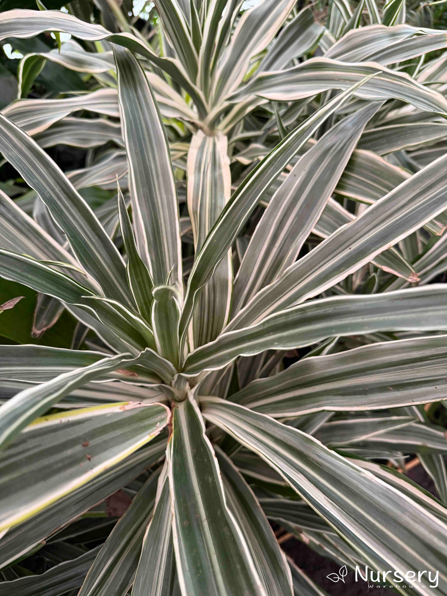 Dracaena Deremensis (Janet Craig)