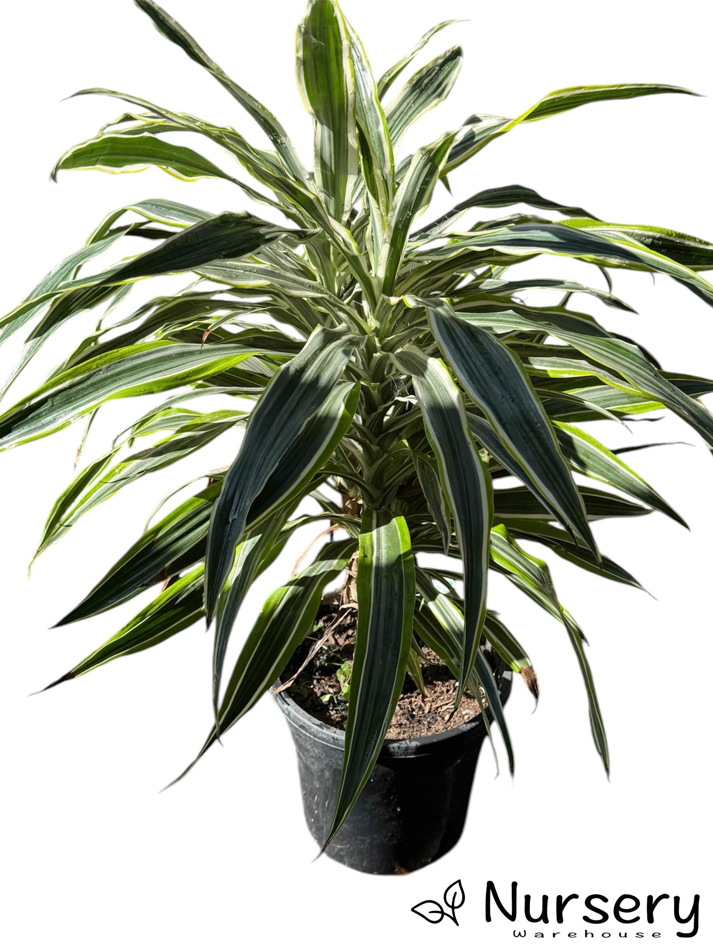 Dracaena Deremensis Varigated