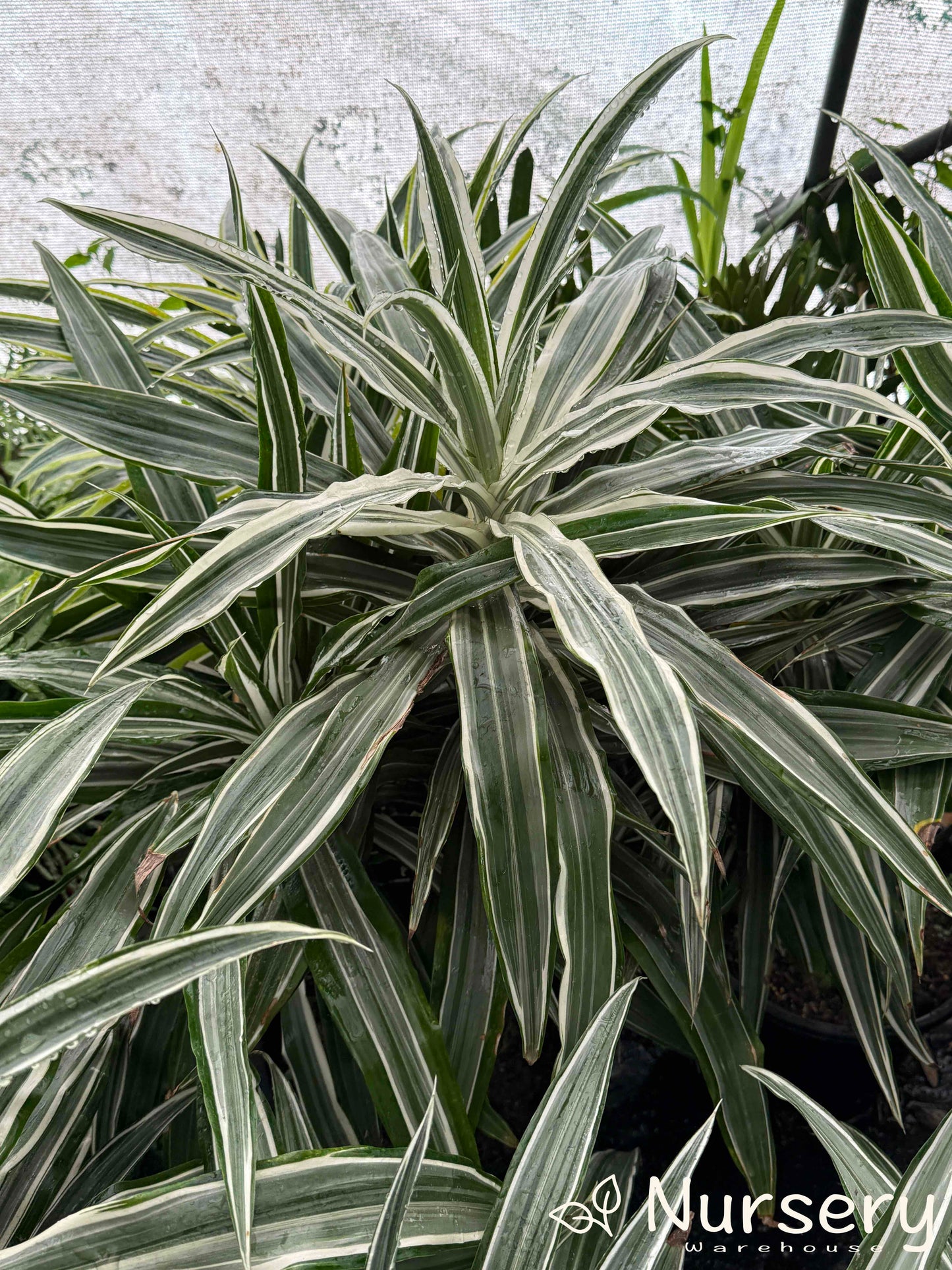 Dracaena Deremensis (Janet Craig)