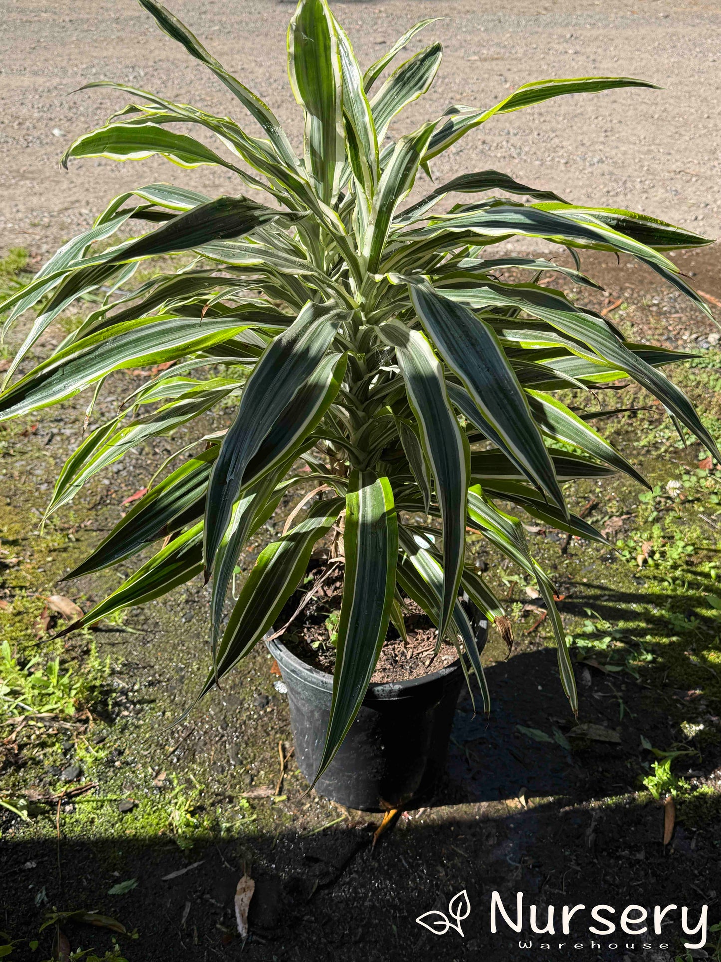 Dracaena Deremensis (Janet Craig)