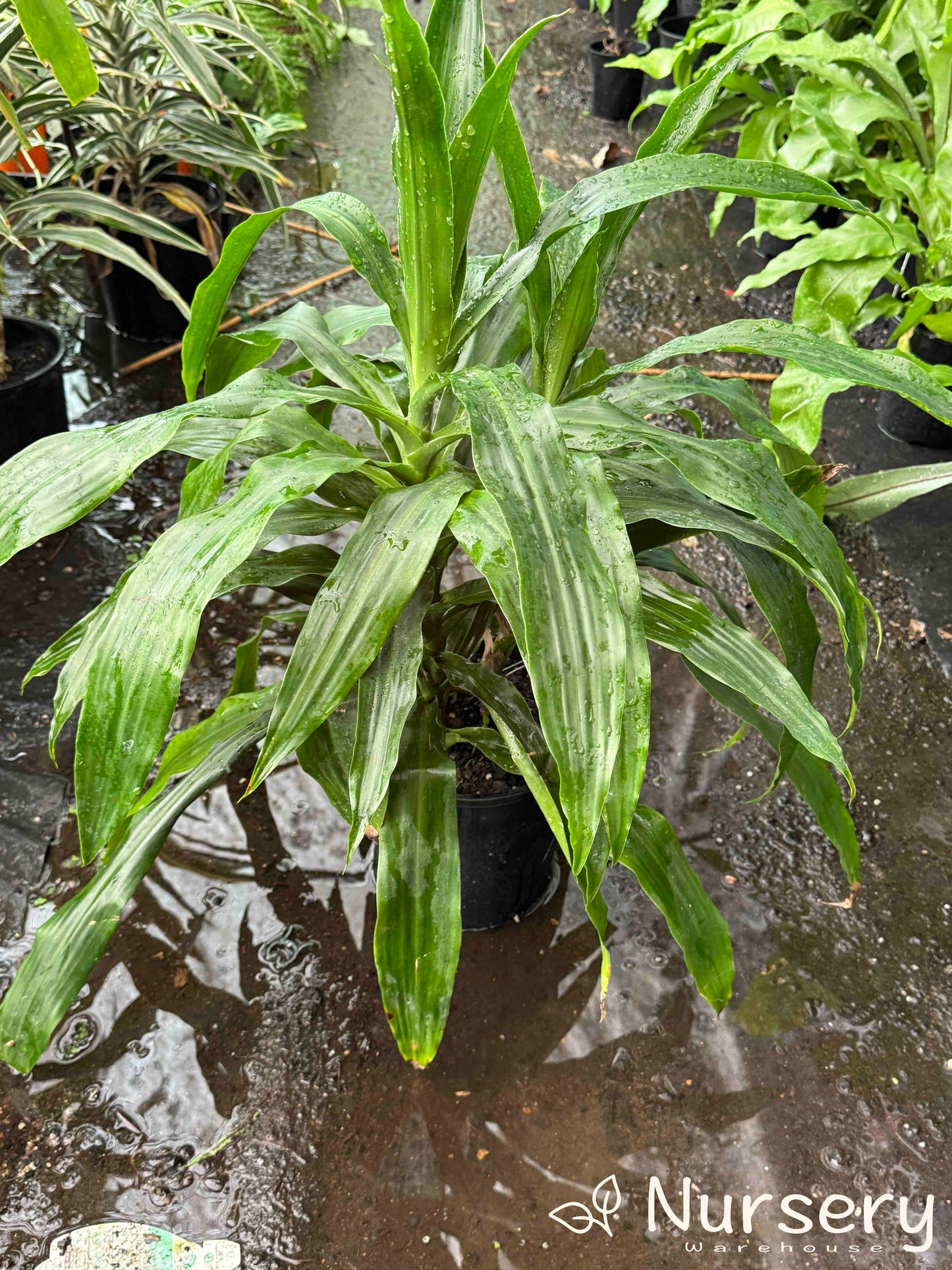 Dracaena Deremensis (Janet Craig)