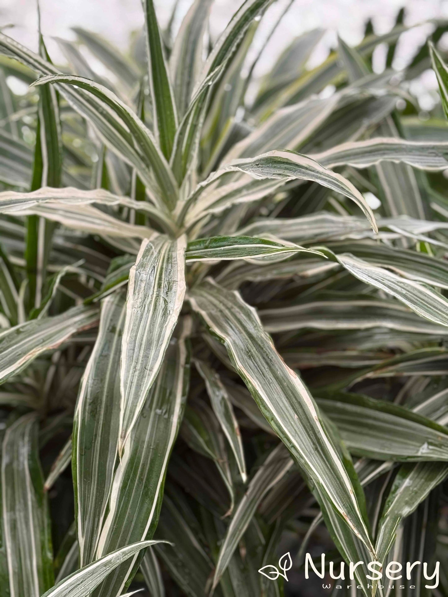 Dracaena Deremensis (Janet Craig)