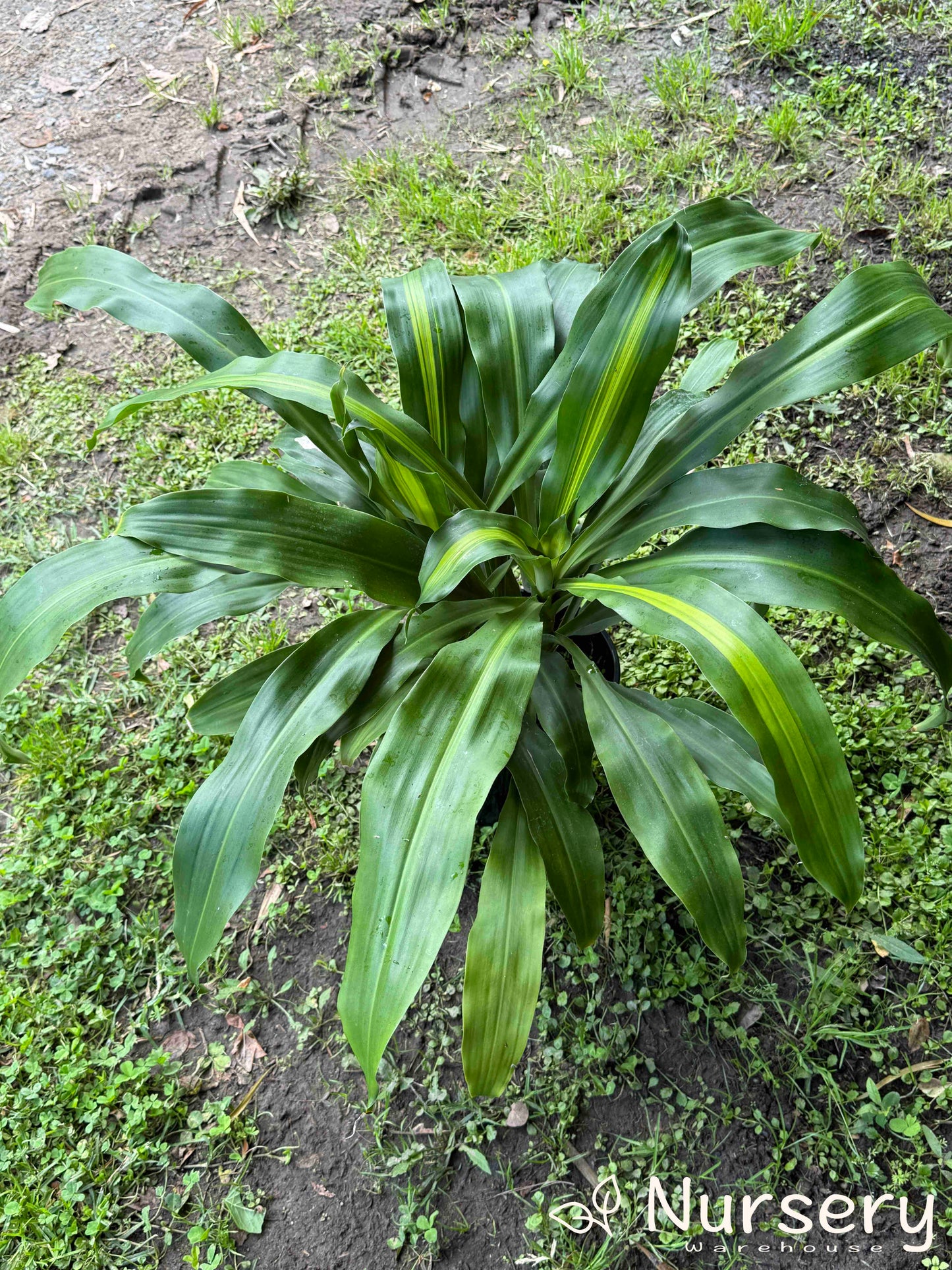 Dracaena Massangeana (Corn Plant)