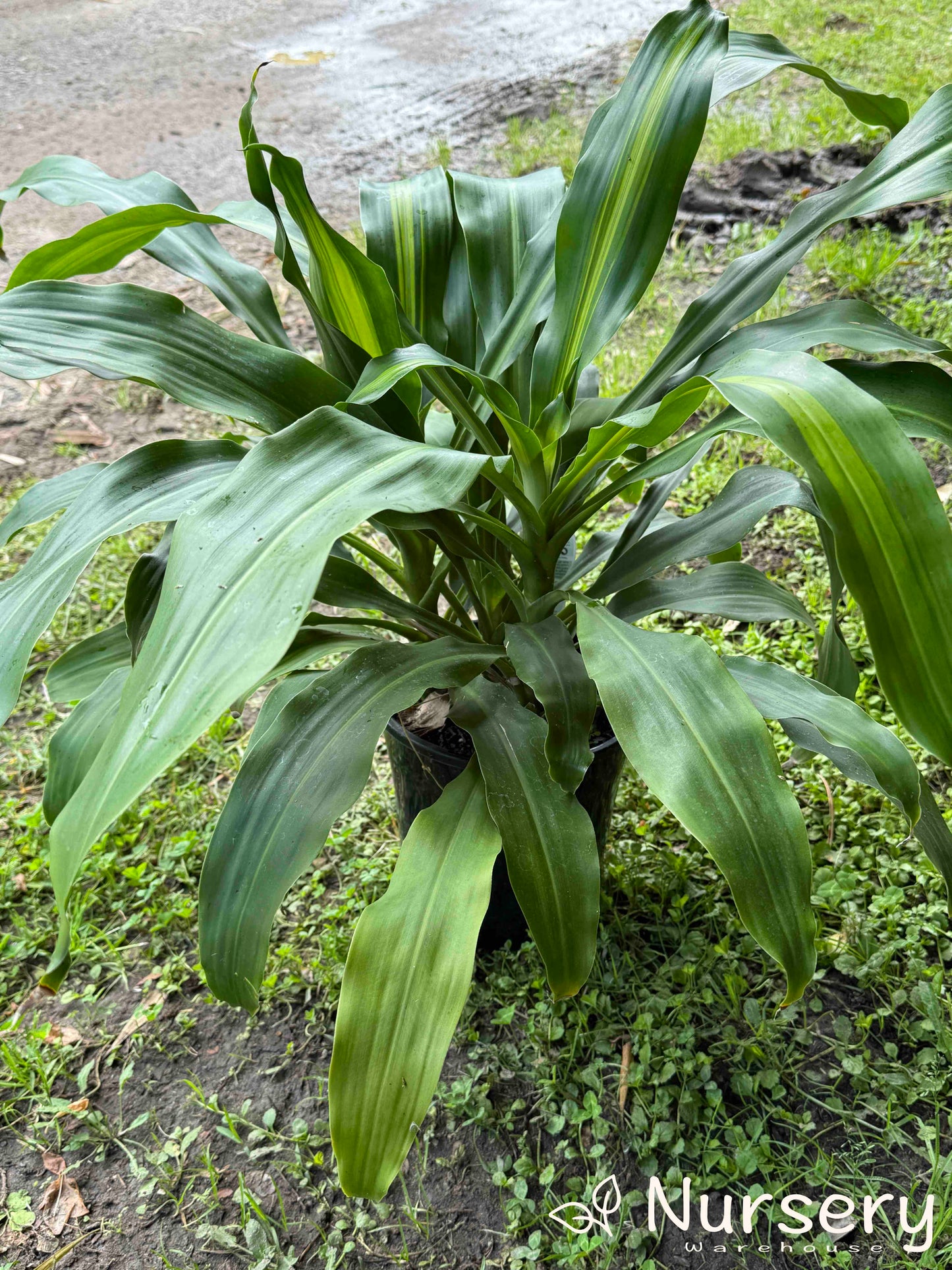 Dracaena Massangeana (Corn Plant)