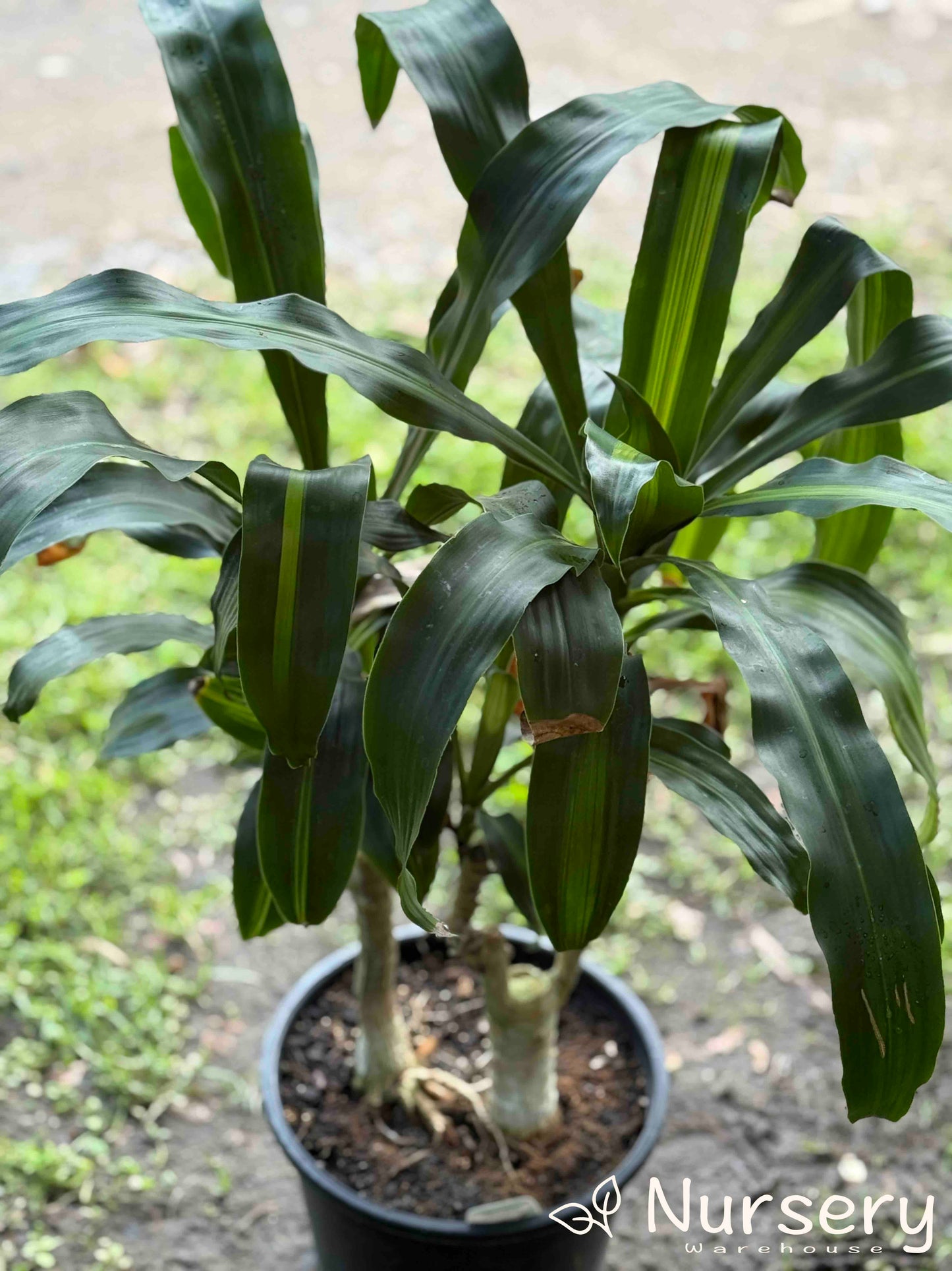 Dracaena Massangeana (Corn Plant)