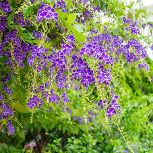 Duranta Repens (Duranta)