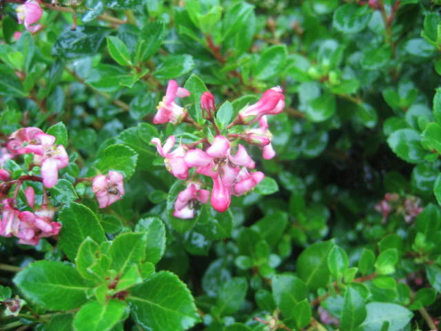 Escallonia Pink Pixie