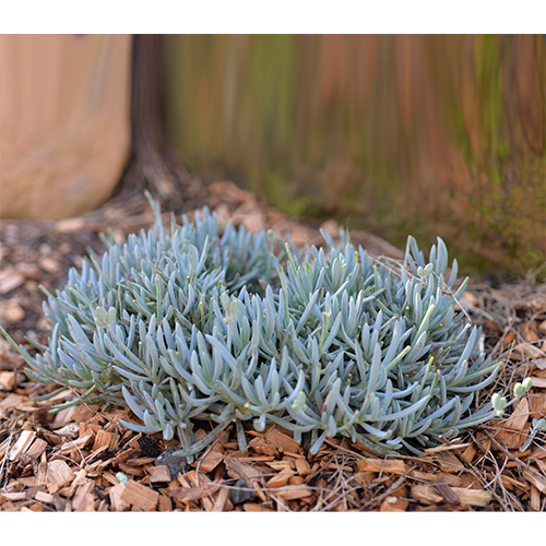 Senecio Blue Chalk Dwarf (Blue Chalk Stick Dwarf)