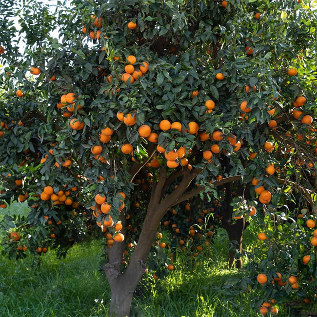 Citrus Reticulata 'Clementine' (Clementine Mandarin) GRAFTED