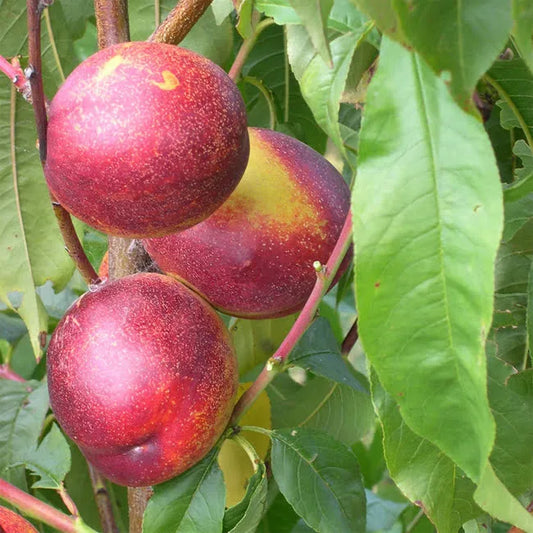 Prunus Persica (Nectarine Tuscany)