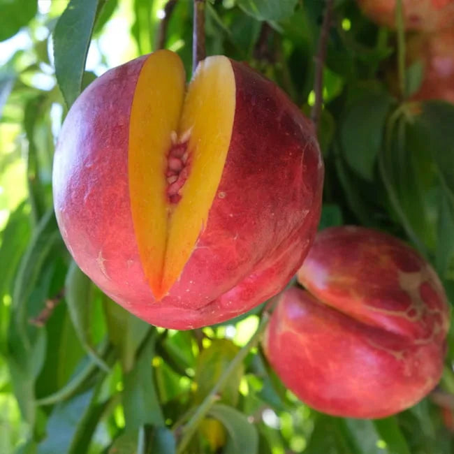 Prunus Persica (Nectarine Tuscany)