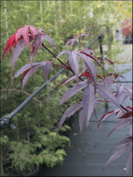 Acer Palmatum 'Emperor' (Japanese Maple 'Emperor')