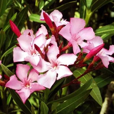 Nerium Oleander (Single Pink Oleander)