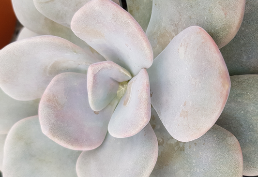 Echeveria 'Norma'