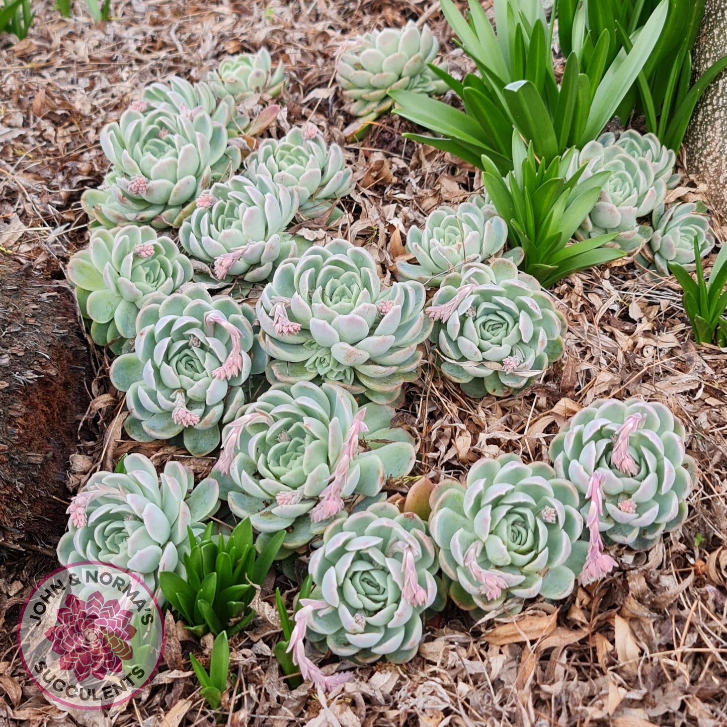 Echeveria Elegans (Mexican Snowball)