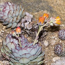 Echeveria ’Painted Lady’