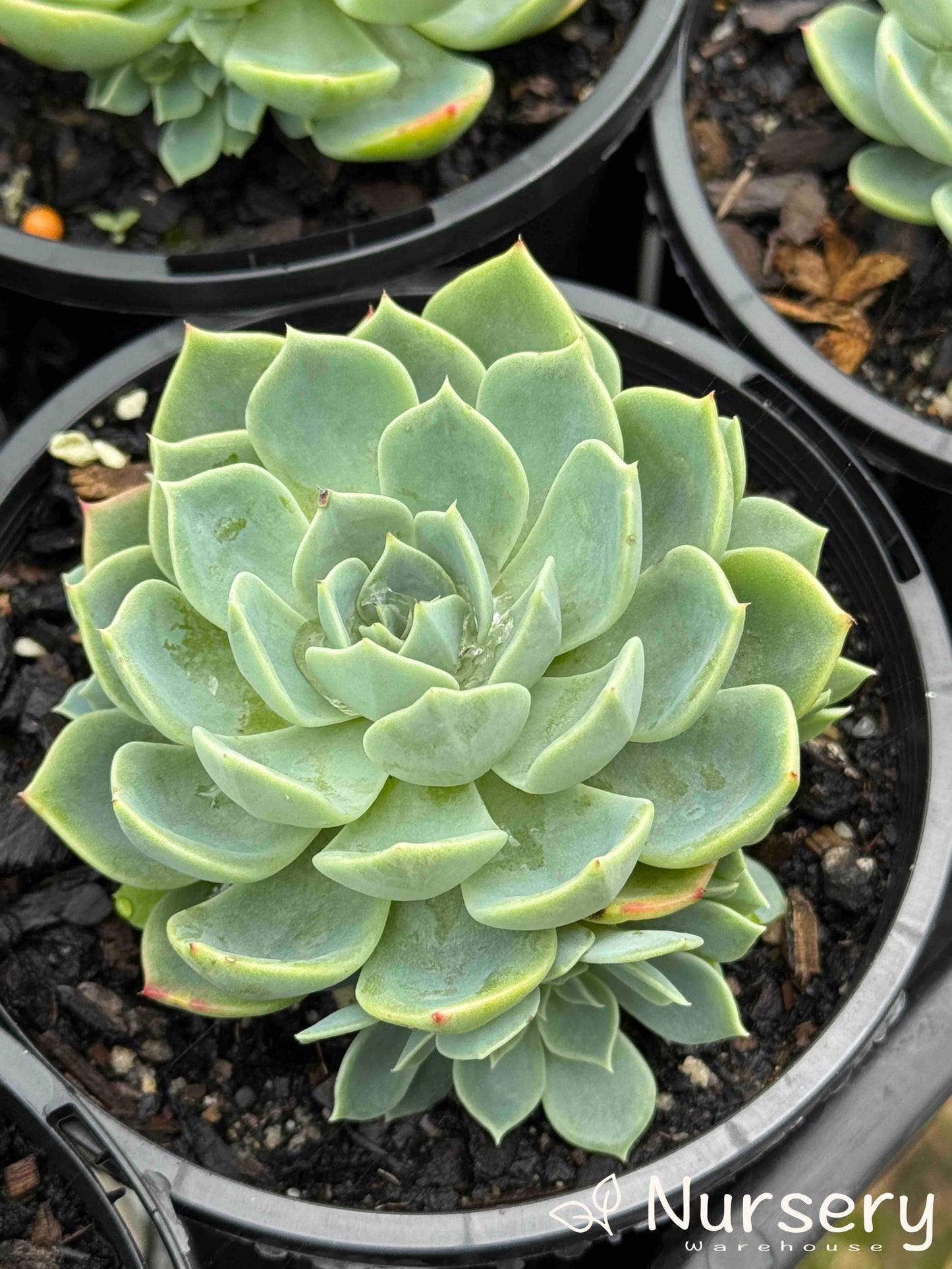 Echeveria Secunda (Blue Echeveria)