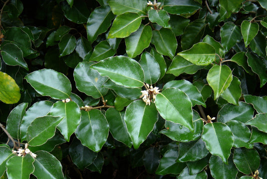 Elaeagnus Macrophylla (Large-Leaved Oleaster)