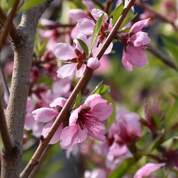 Prunus Persica (Peach Elberta)