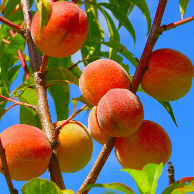 Prunus Persica (Peach Elberta)