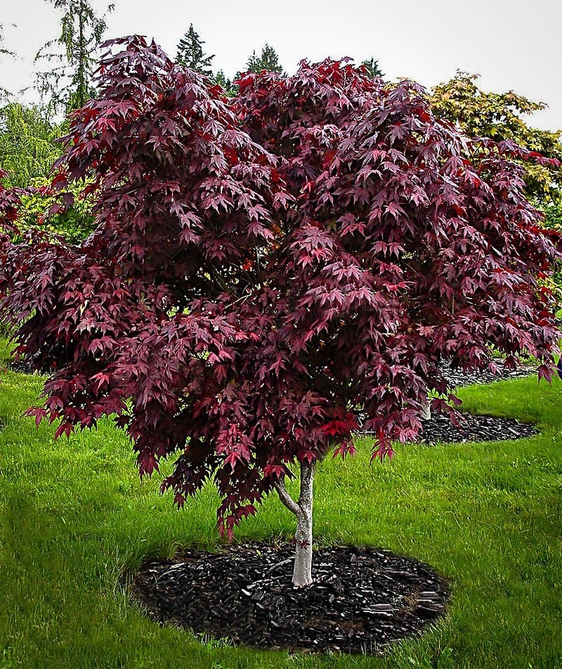 Acer Palmatum 'Emperor' (Japanese Maple 'Emperor')