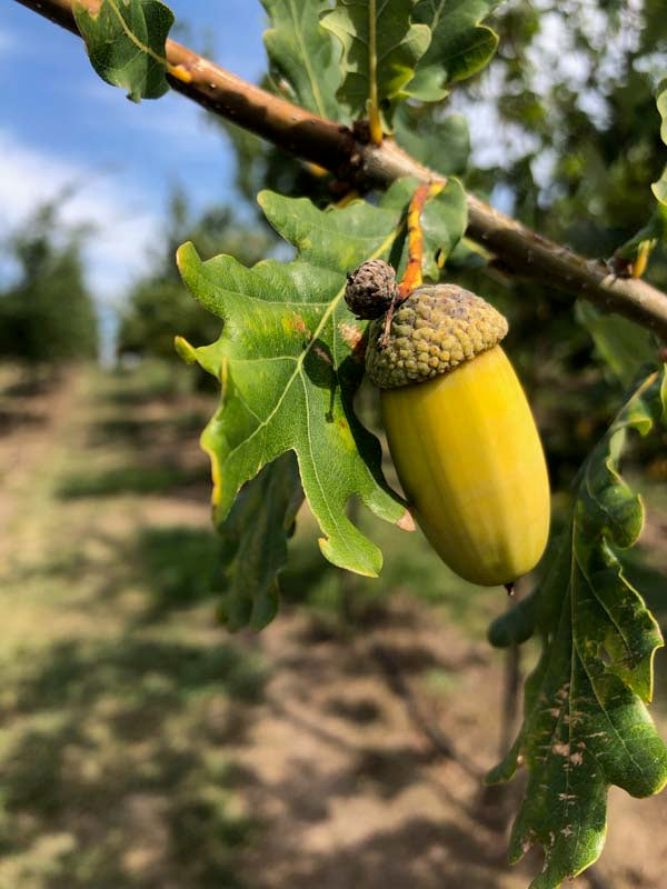 Close-up of Quercus Robur (English Oak) acorn, highlighting its distinctive shape and texture against a natural background.