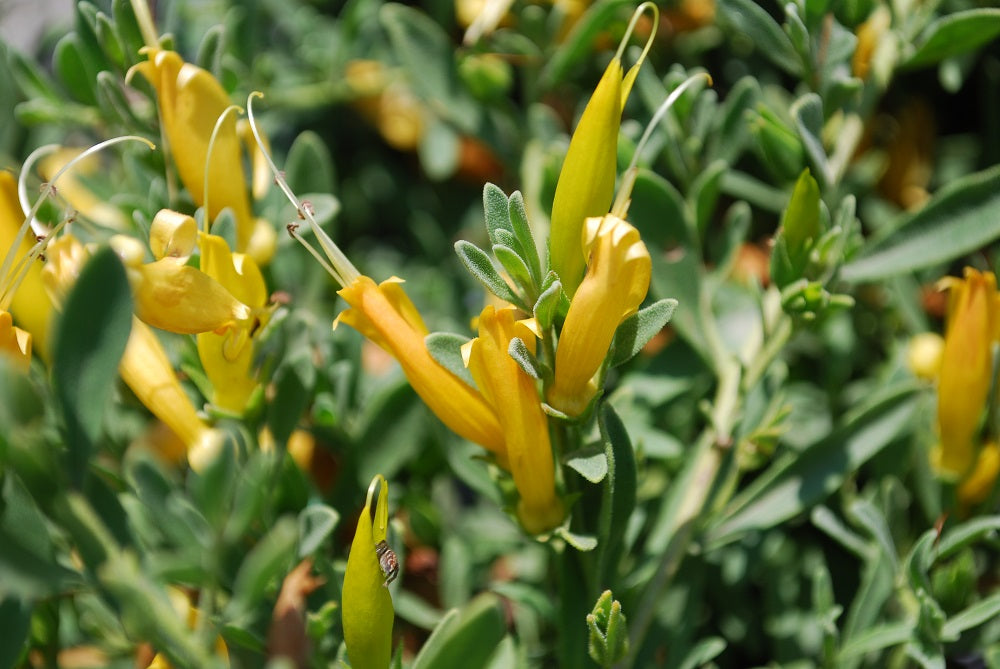 Eremophila Glabra Prostrate (Yellow)