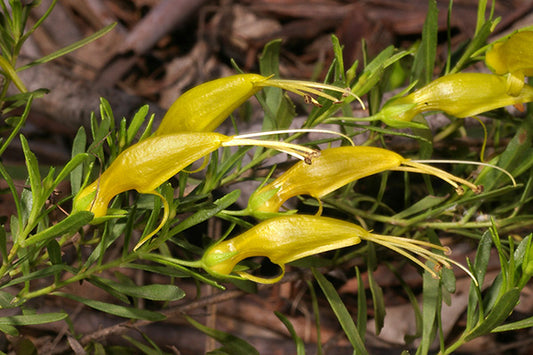 Eremophila Glabra Prostrate (Yellow)